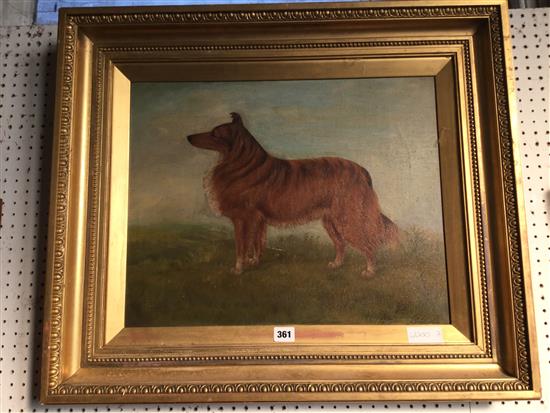 A. Stevenson (19th C.) Portrait of a collie, 16 x 20in.